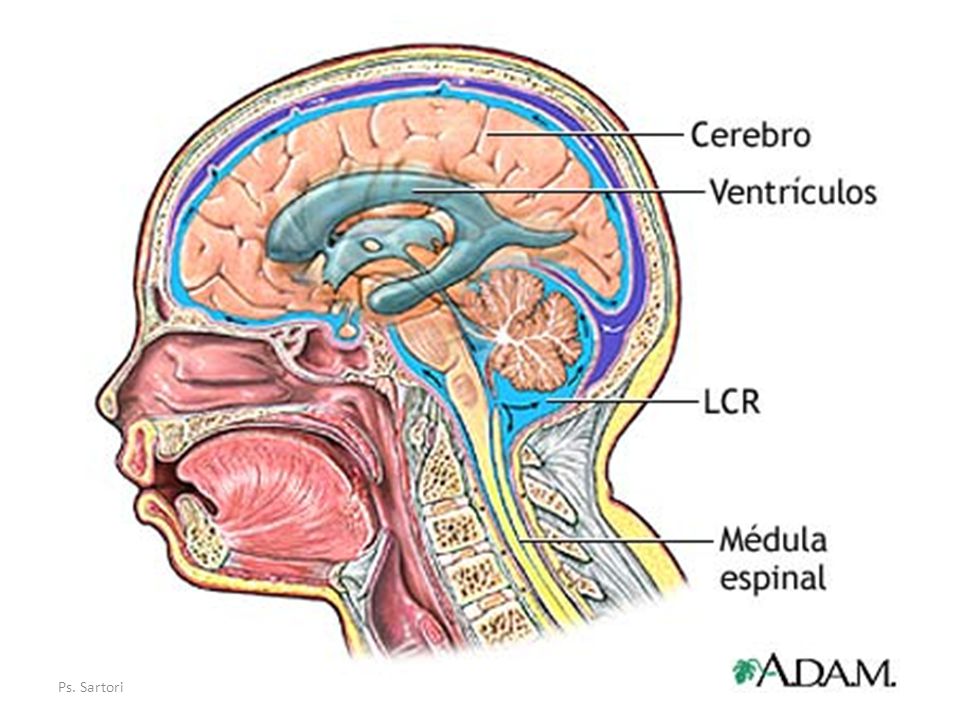 Ликворные изменения мозга. Ликвор в голове. Анатомия ликворной системы головного мозга. Циркуляция ликвора в головном мозге. Спинномозговая жидкость.