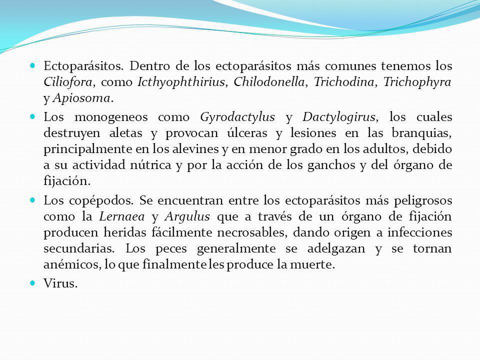Ectoparásitos. Dentro de los ectoparásitos más comunes tenemos los Ciliofora, como Icthyophthirius, Chilodonella, Trichodina, Trichophyra y Apiosoma.