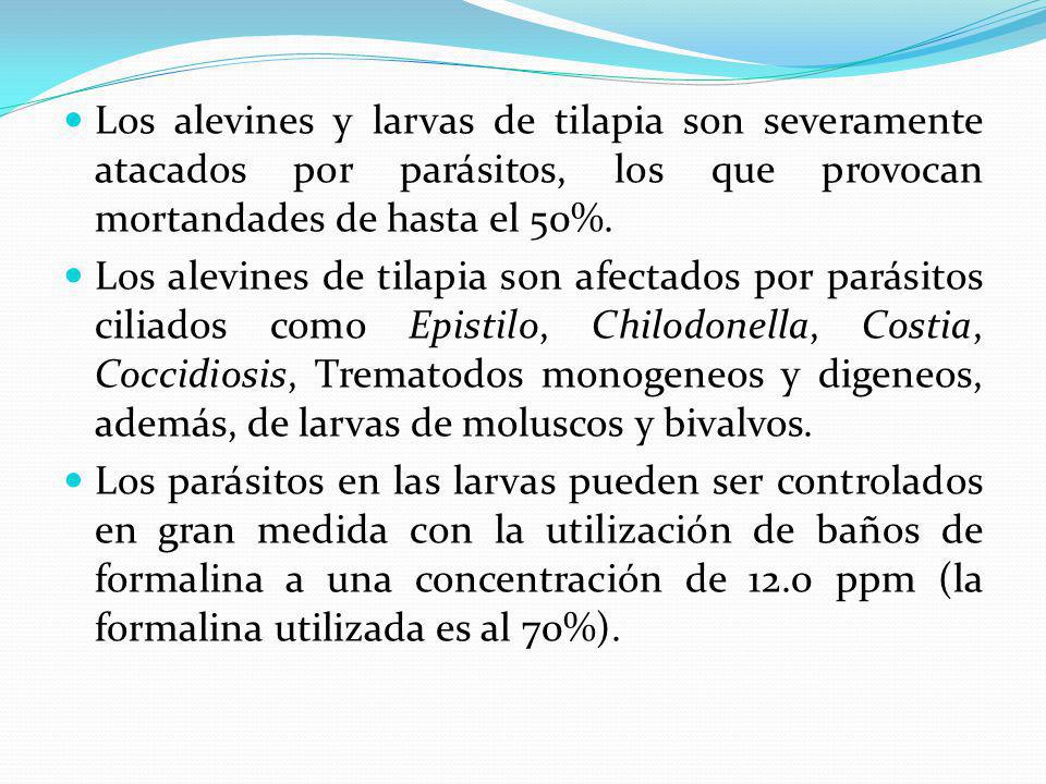 Los alevines y larvas de tilapia son severamente atacados por parásitos, los que provocan mortandades de hasta el 50%.
