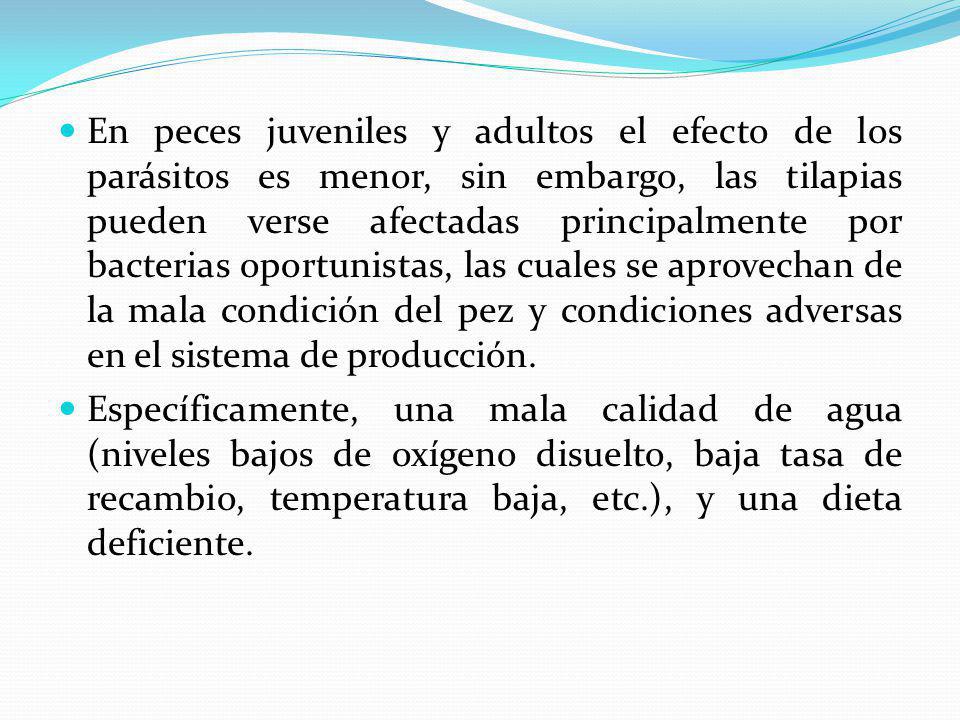 En peces juveniles y adultos el efecto de los parásitos es menor, sin embargo, las tilapias pueden verse afectadas principalmente por bacterias oportunistas, las cuales se aprovechan de la mala condición del pez y condiciones adversas en el sistema de producción.