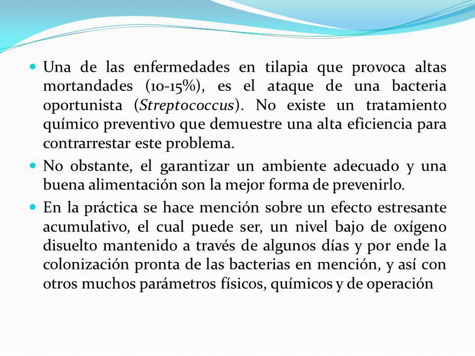 Una de las enfermedades en tilapia que provoca altas mortandades (10-15%), es el ataque de una bacteria oportunista (Streptococcus). No existe un tratamiento químico preventivo que demuestre una alta eficiencia para contrarrestar este problema.