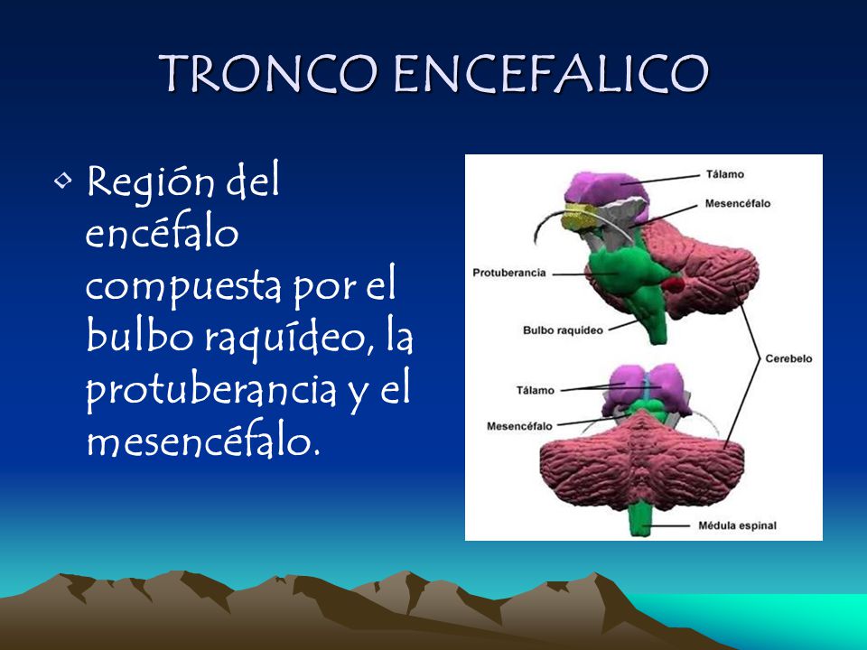 TRONCO ENCEFALICO Región del encéfalo compuesta por el bulbo raquídeo, la protuberancia y el mesencéfalo.