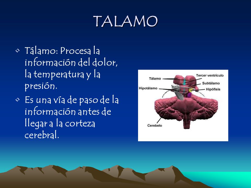 TALAMO Tálamo: Procesa la información del dolor, la temperatura y la presión.
