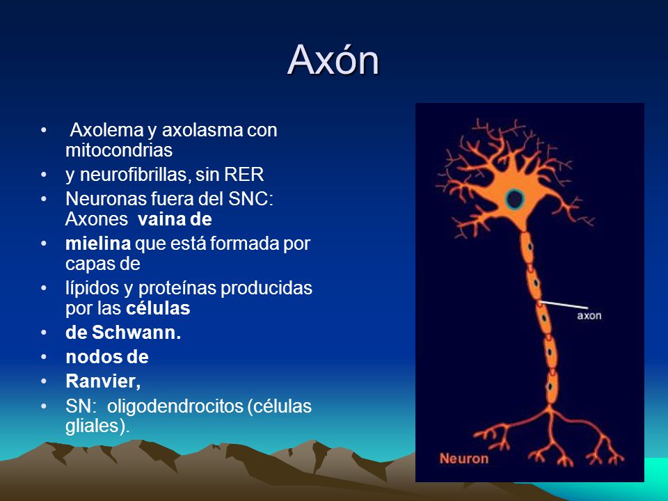 Axón Axolema y axolasma con mitocondrias y neurofibrillas, sin RER