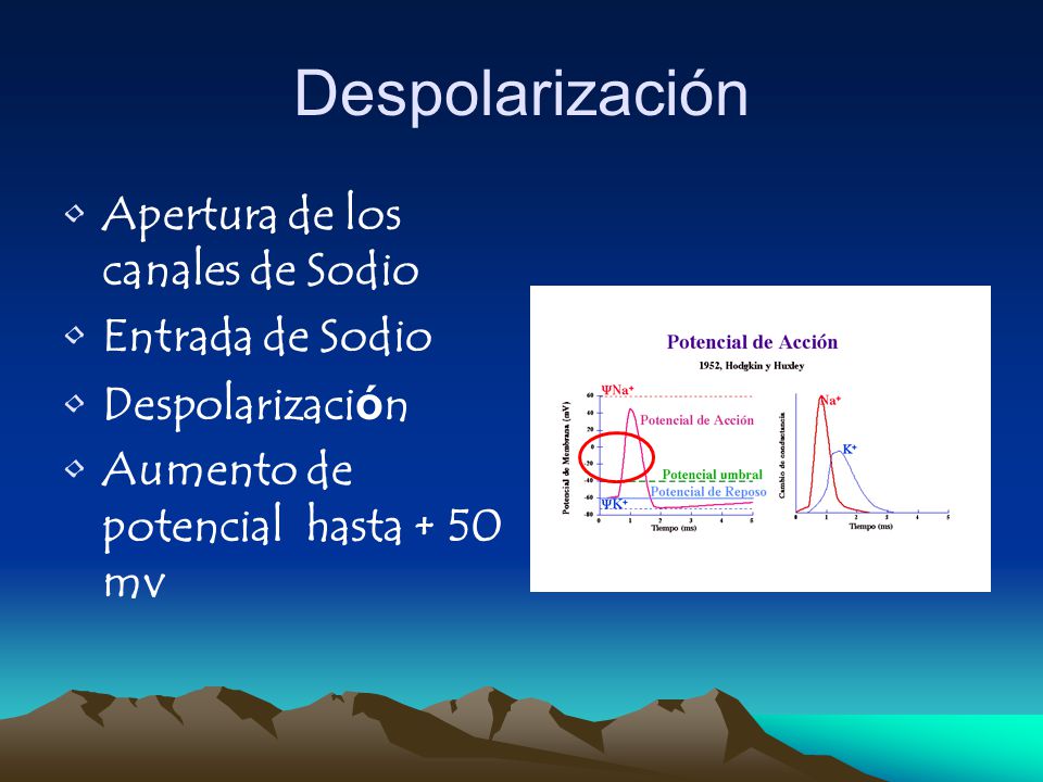 Despolarización Apertura de los canales de Sodio Entrada de Sodio