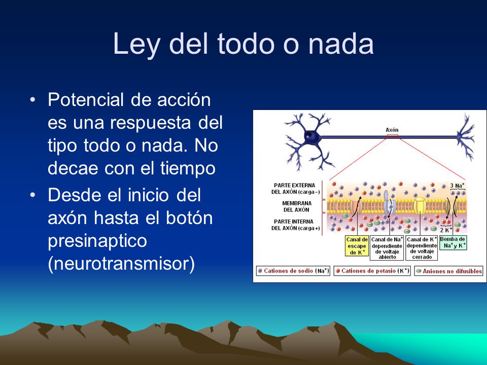 Ley del todo o nada Potencial de acción es una respuesta del tipo todo o nada. No decae con el tiempo.