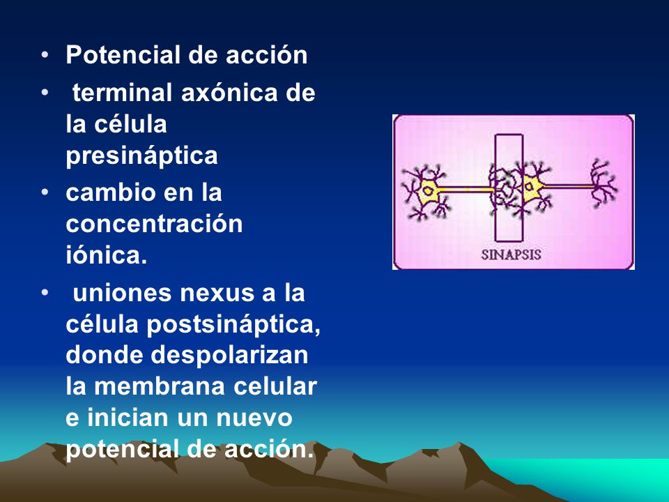 Potencial de acción terminal axónica de la célula presináptica. cambio en la concentración iónica.