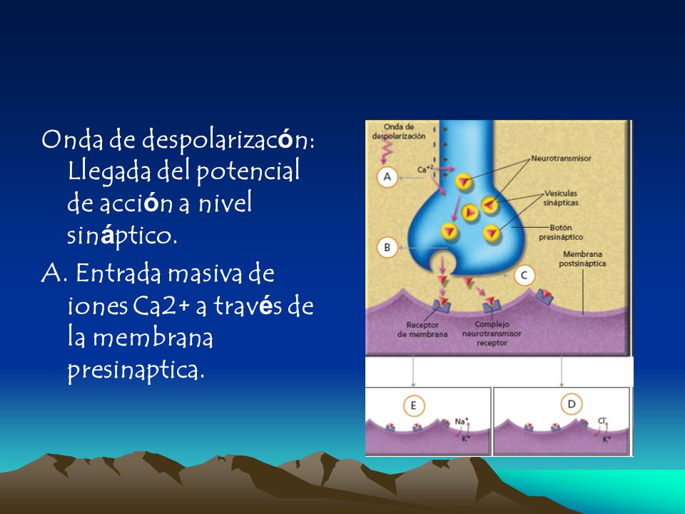 Onda de despolarizacón: Llegada del potencial de acción a nivel sináptico.