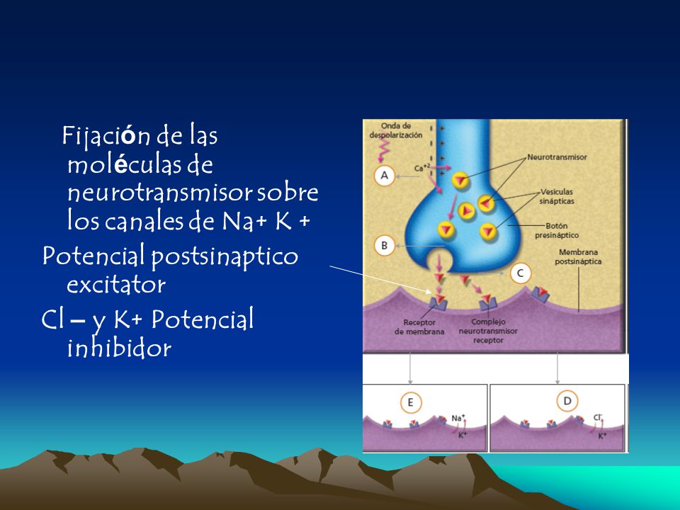 Fijación de las moléculas de neurotransmisor sobre los canales de Na+ K +