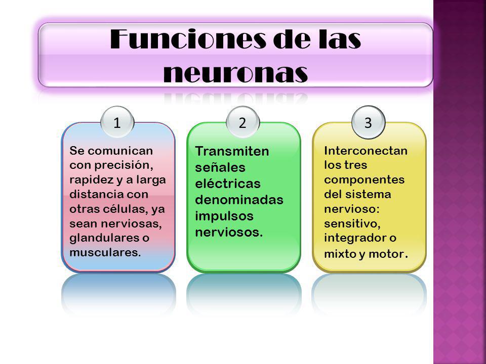 La neurona. - ppt video online descargar