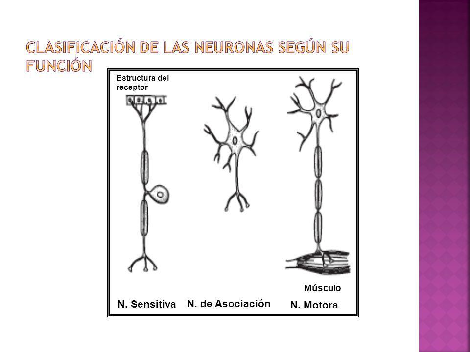 Clasificación de las Neuronas según su función