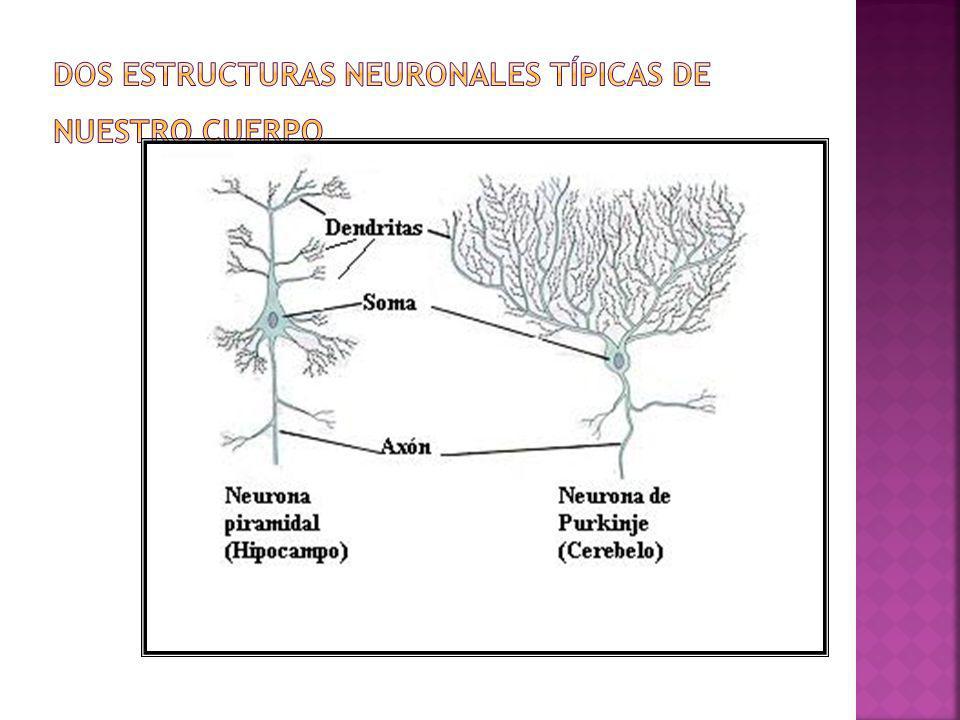 Dos estructuras neuronales típicas de nuestro cuerpo