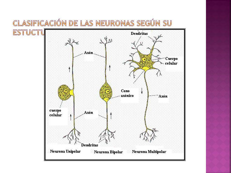 Clasificación de las Neuronas según su estuctura