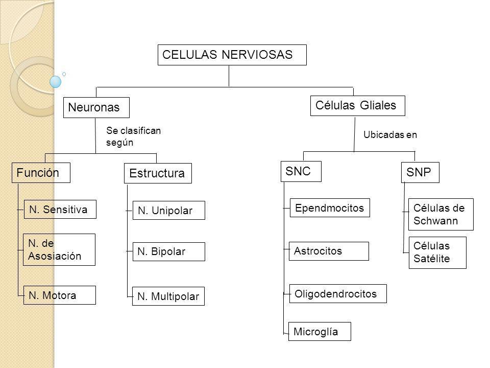 CELULAS NERVIOSAS Células Gliales Neuronas Función SNC Estructura SNP