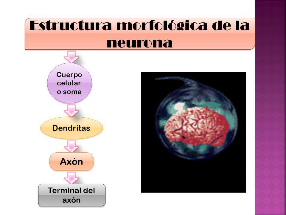 Estructura morfológica de la neurona