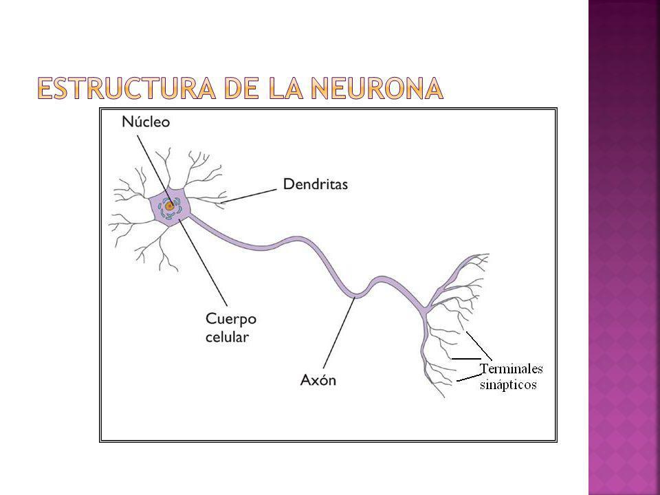 Estructura de la Neurona