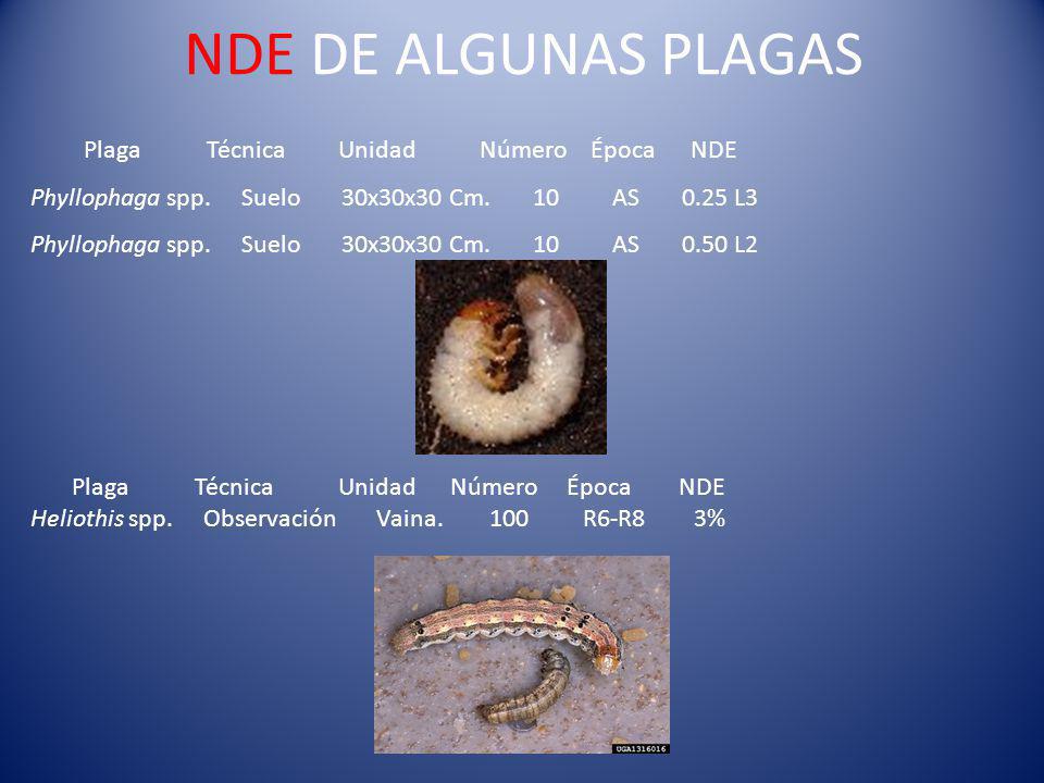 NDE DE ALGUNAS PLAGAS Plaga Técnica Unidad Número Época NDE