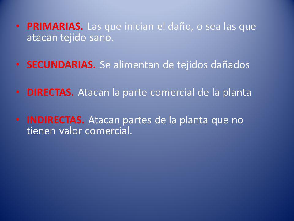 PRIMARIAS. Las que inician el daño, o sea las que atacan tejido sano.