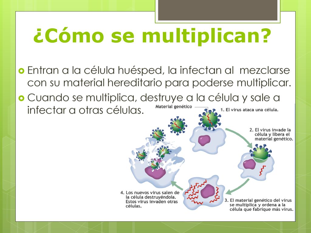 ¿Cómo se multiplican Entran a la célula huésped, la infectan al mezclarse con su material hereditario para poderse multiplicar.