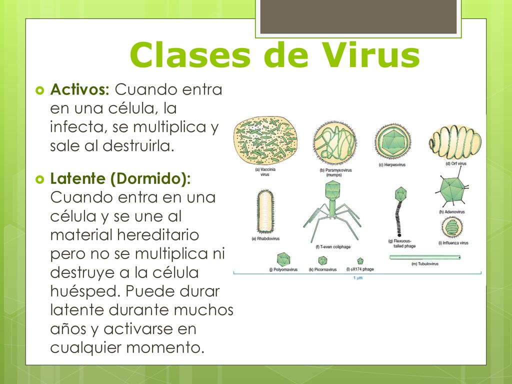 Clases de Virus Activos: Cuando entra en una célula, la infecta, se multiplica y sale al destruirla.