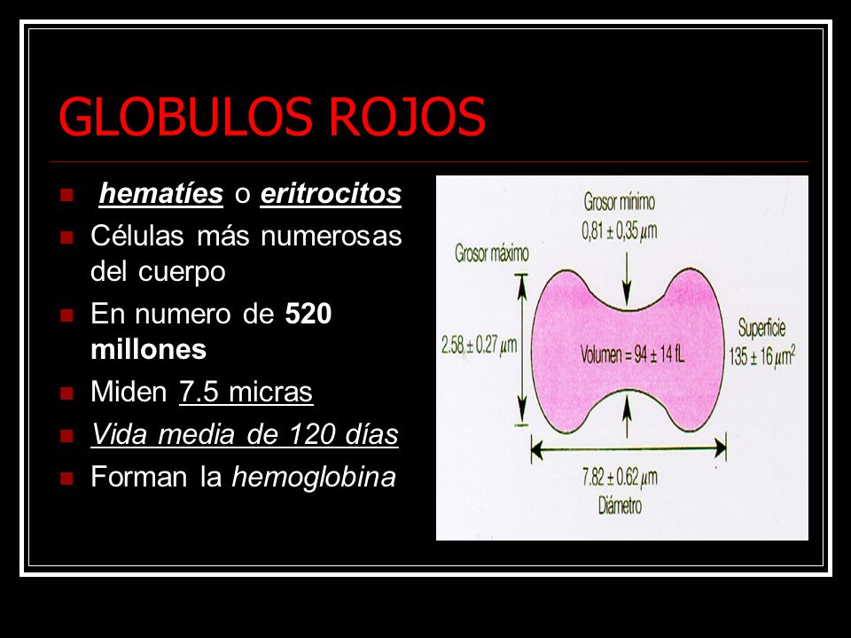GLOBULOS ROJOS hematíes o eritrocitos Células más numerosas del cuerpo