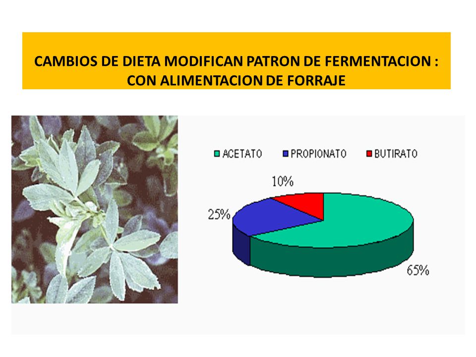 CAMBIOS DE DIETA MODIFICAN PATRON DE FERMENTACION : CON ALIMENTACION DE FORRAJE