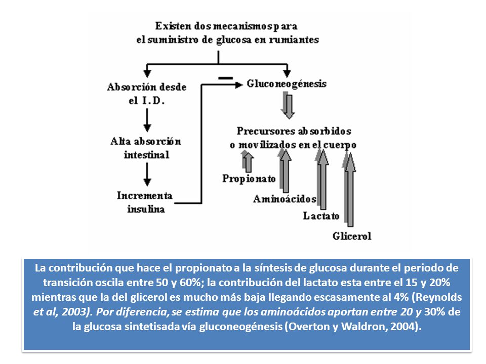 La contribución que hace el propionato a la síntesis de glucosa durante el periodo de transición oscila entre 50 y 60%; la contribución del lactato esta entre el 15 y 20% mientras que la del glicerol es mucho más baja llegando escasamente al 4% (Reynolds et al, 2003).