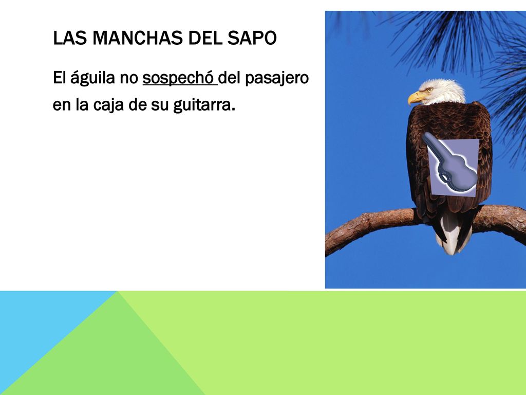 Las manchas del sapo El águila no sospechó del pasajero en la caja de su guitarra.