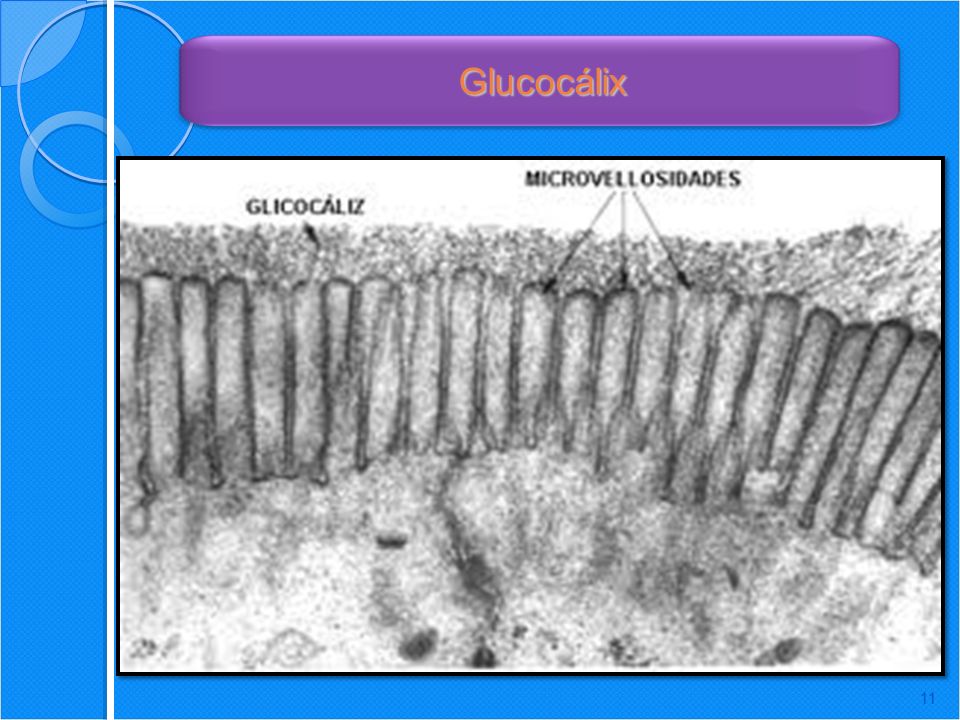 Glucocálix Protection: Cushions the plasma membrane and protects it from chemical injury.