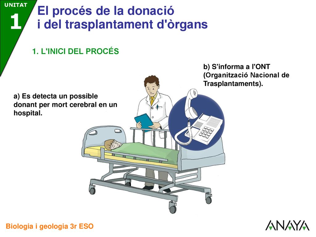 1. L INICI DEL PROCÉS b) S informa a l ONT (Organització Nacional de Trasplantaments).