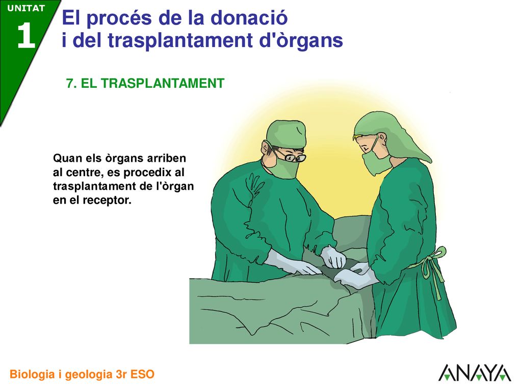 7. EL TRASPLANTAMENT Quan els òrgans arriben al centre, es procedix al trasplantament de l òrgan en el receptor.