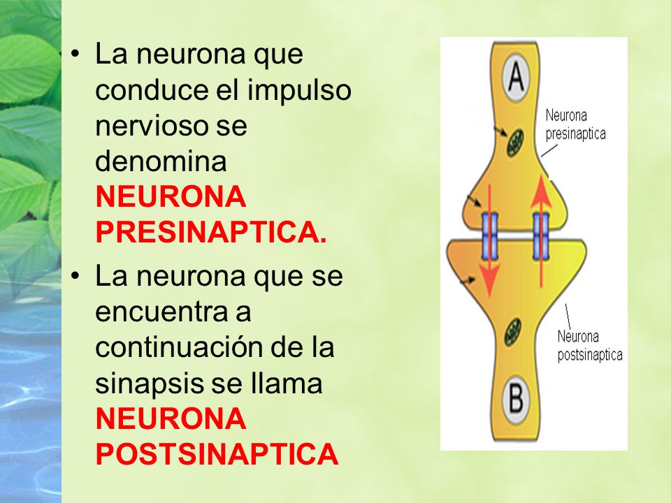 La neurona que conduce el impulso nervioso se denomina NEURONA PRESINAPTICA.