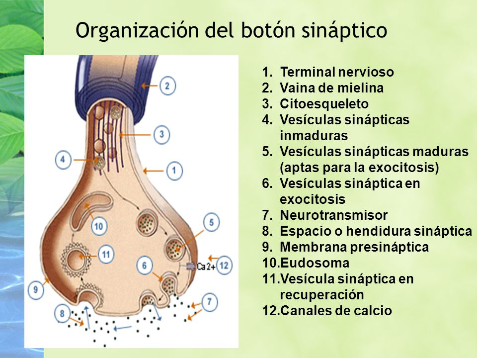 Organización del botón sináptico