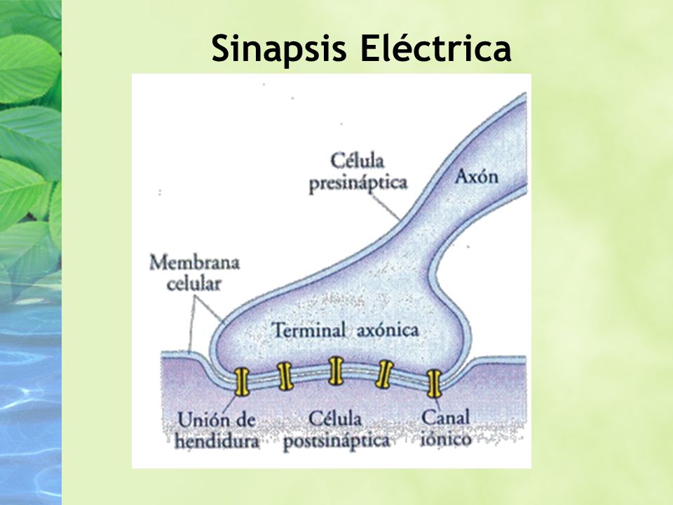 Sinapsis Eléctrica