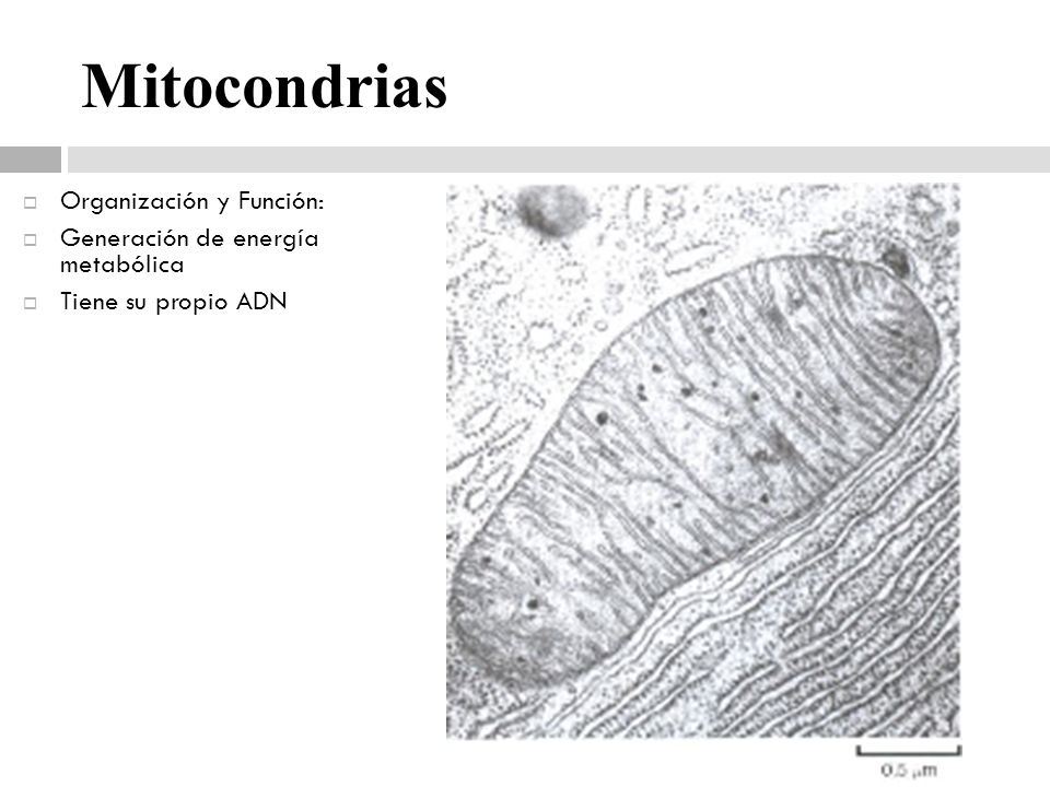 Mitocondrias Organización y Función: Generación de energía metabólica