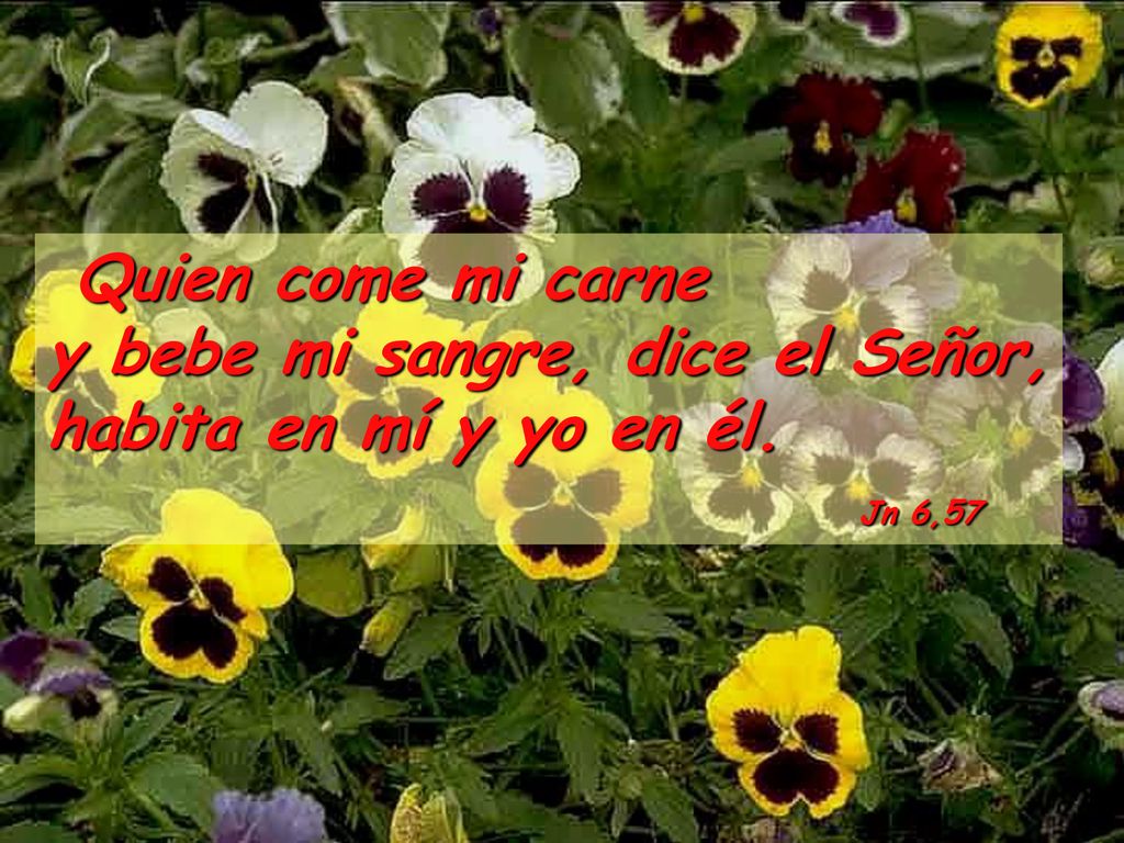 Quien come mi carne y bebe mi sangre, dice el Señor, habita en mí y yo en él.