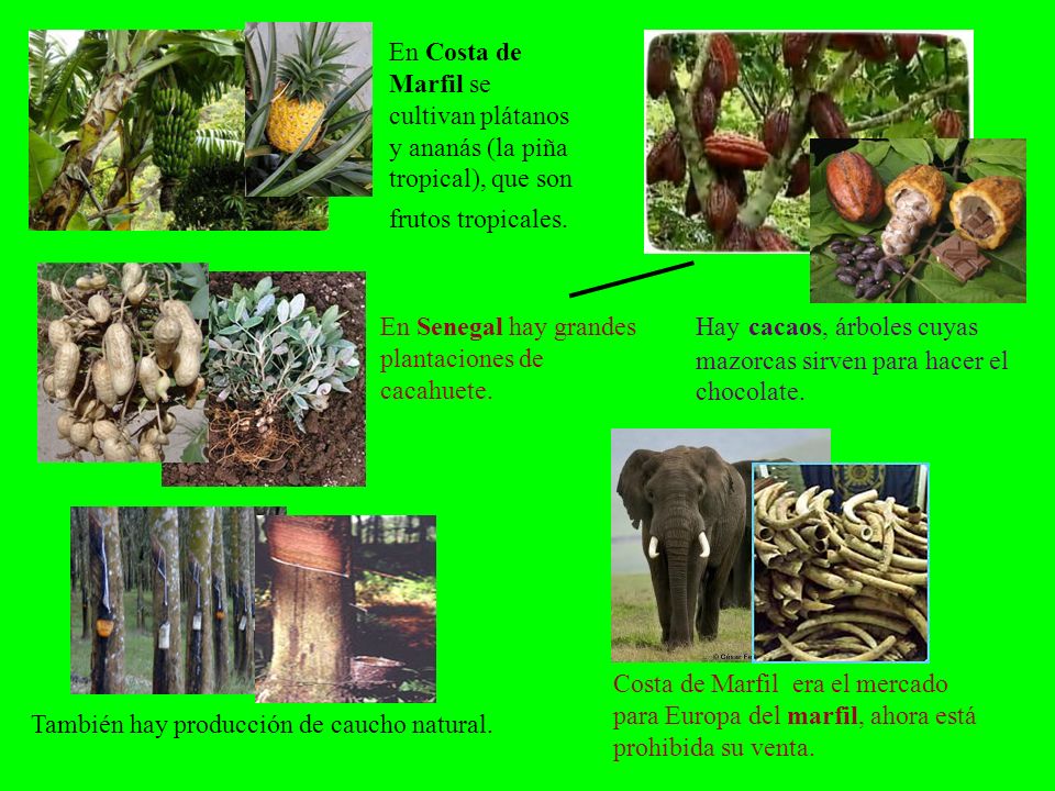 En Costa de Marfil se cultivan plátanos y ananás (la piña tropical), que son frutos tropicales.