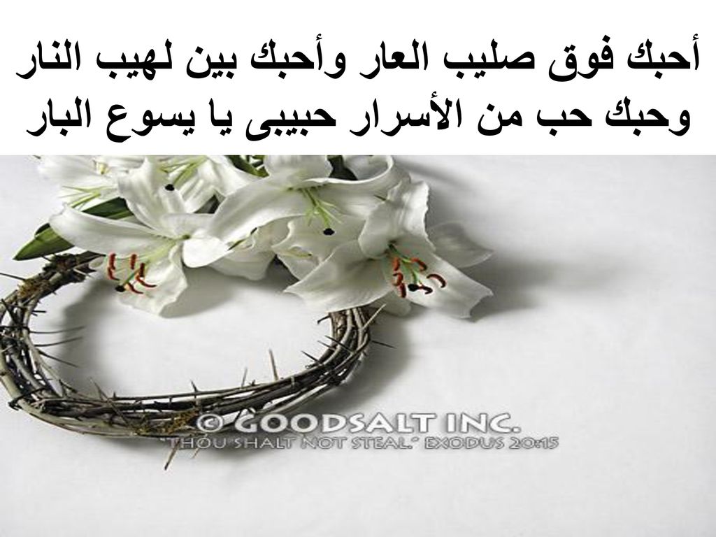 أحبك فوق صليب العار وأحبك بين لهيب النار وحبك حب من الأسرار حبيبى يا يسوع البار