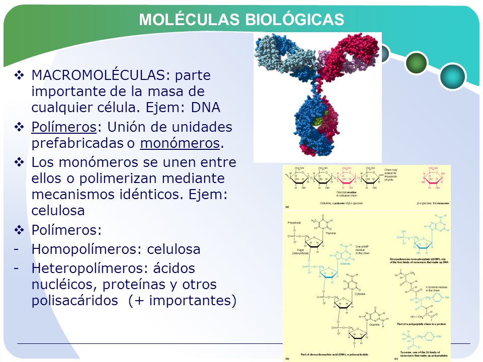 MOLÉCULAS BIOLÓGICAS MACROMOLÉCULAS: parte importante de la masa de cualquier célula. Ejem: DNA.