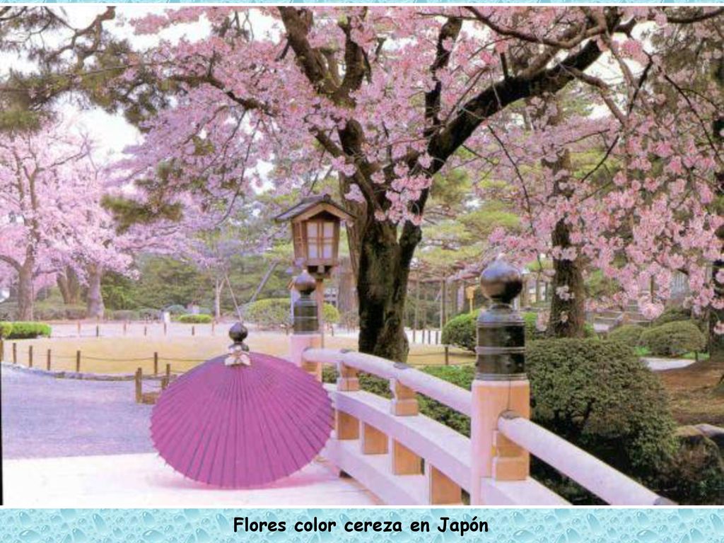 Flores color cereza en Japón