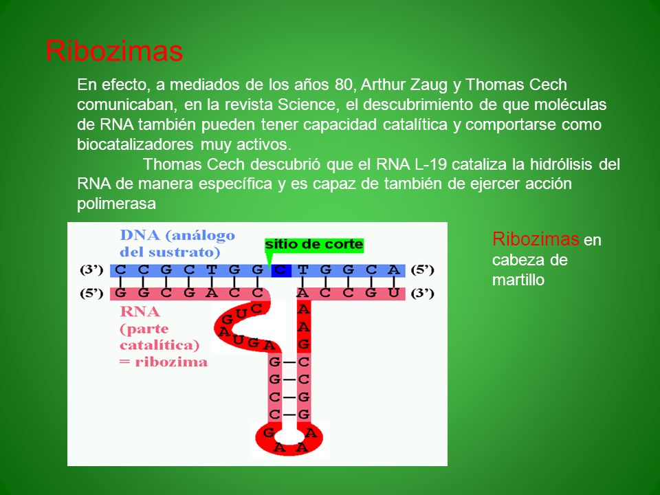 Ribozimas Ribozimas en cabeza de martillo