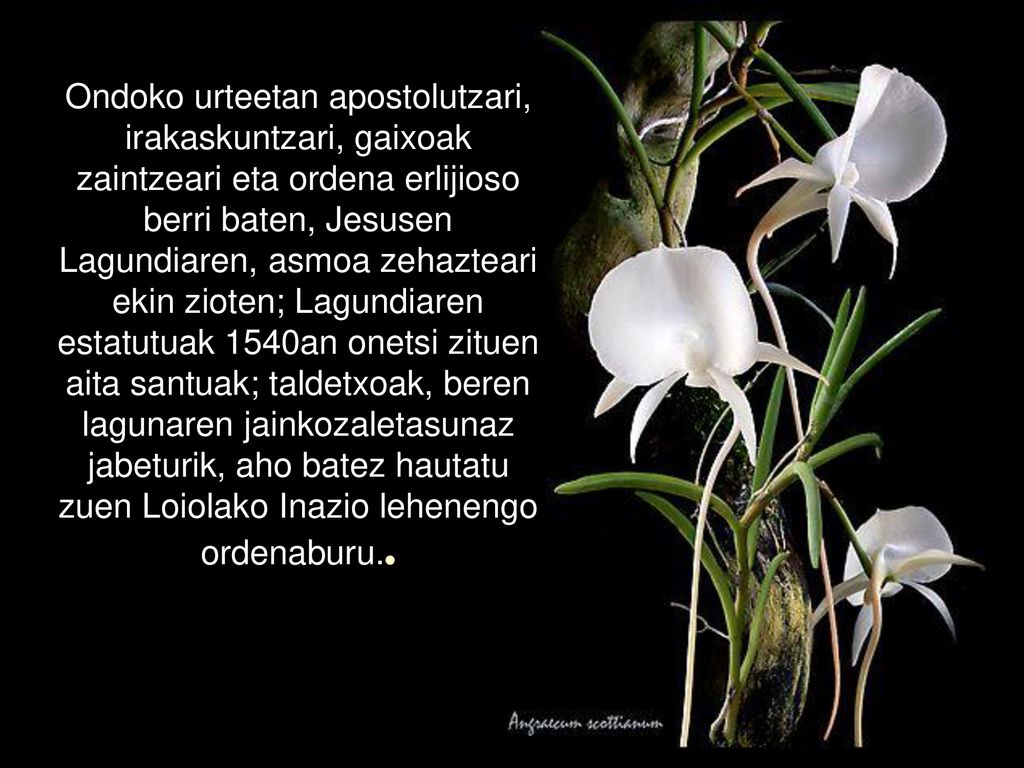 Ondoko urteetan apostolutzari, irakaskuntzari, gaixoak zaintzeari eta ordena erlijioso berri baten, Jesusen Lagundiaren, asmoa zehazteari ekin zioten; Lagundiaren estatutuak 1540an onetsi zituen aita santuak; taldetxoak, beren lagunaren jainkozaletasunaz jabeturik, aho batez hautatu zuen Loiolako Inazio lehenengo ordenaburu..