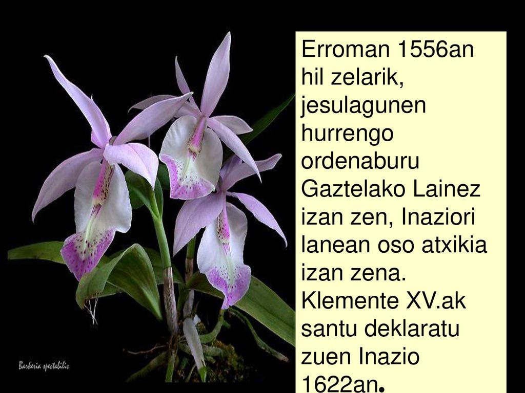 Erroman 1556an hil zelarik, jesulagunen hurrengo ordenaburu Gaztelako Lainez izan zen, Inaziori lanean oso atxikia izan zena.