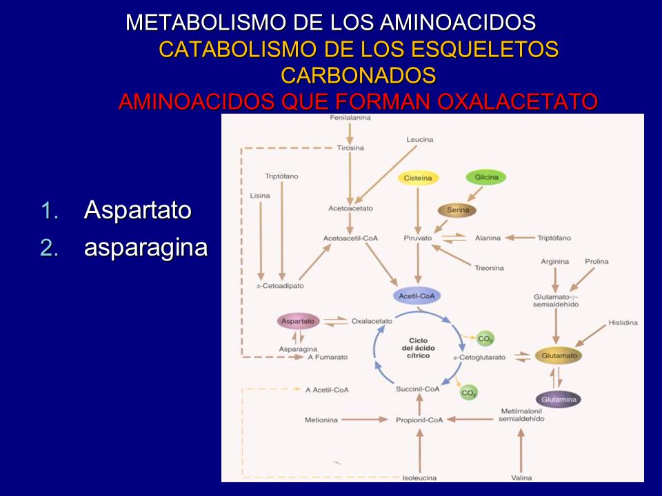 METABOLISMO DE LOS AMINOACIDOS CATABOLISMO DE LOS ESQUELETOS CARBONADOS AMINOACIDOS QUE FORMAN OXALACETATO