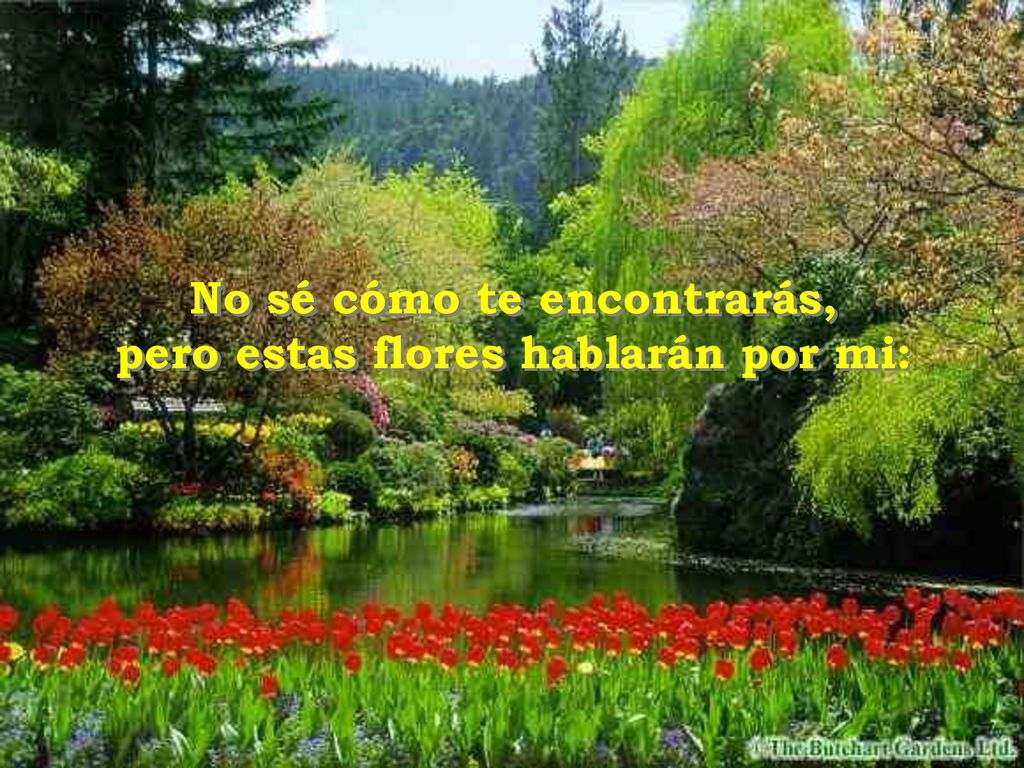 No sé cómo te encontrarás, pero estas flores hablarán por mi: