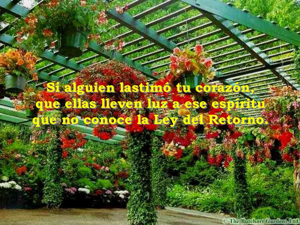 Si alguien lastimó tu corazón, que ellas lleven luz a ese espíritu