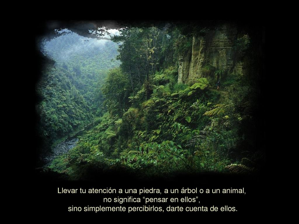 Llevar tu atención a una piedra, a un árbol o a un animal,
