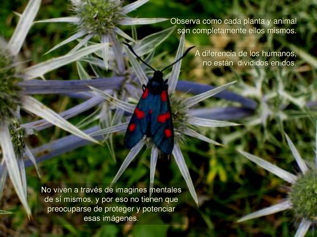 Observa como cada planta y animal son completamente ellos mismos.