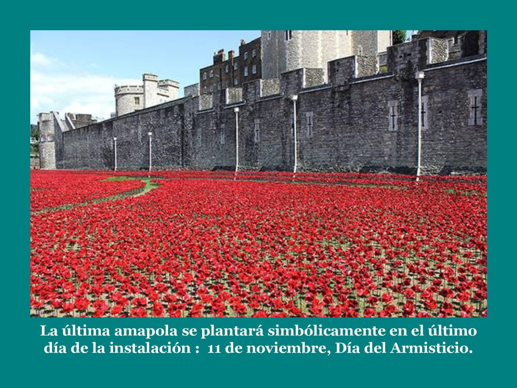 La última amapola se plantará simbólicamente en el último día de la instalación : 11 de noviembre, Día del Armisticio.