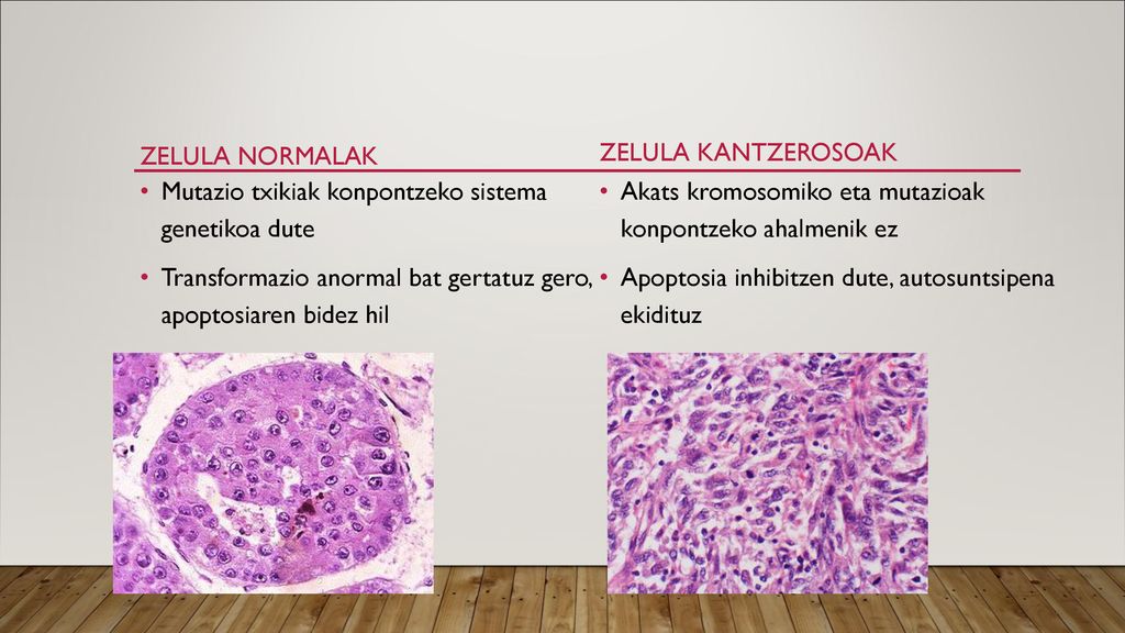 Zelula normalak Zelula kantzerosoak. Mutazio txikiak konpontzeko sistema genetikoa dute.